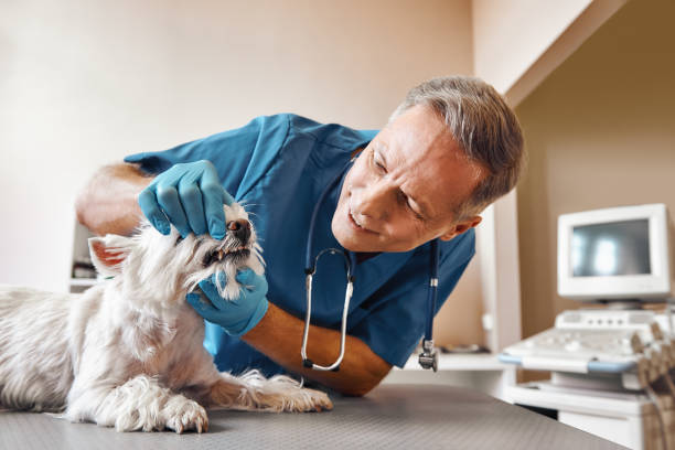 Best Weekend Emergency Dentist in Snow Hill, MD